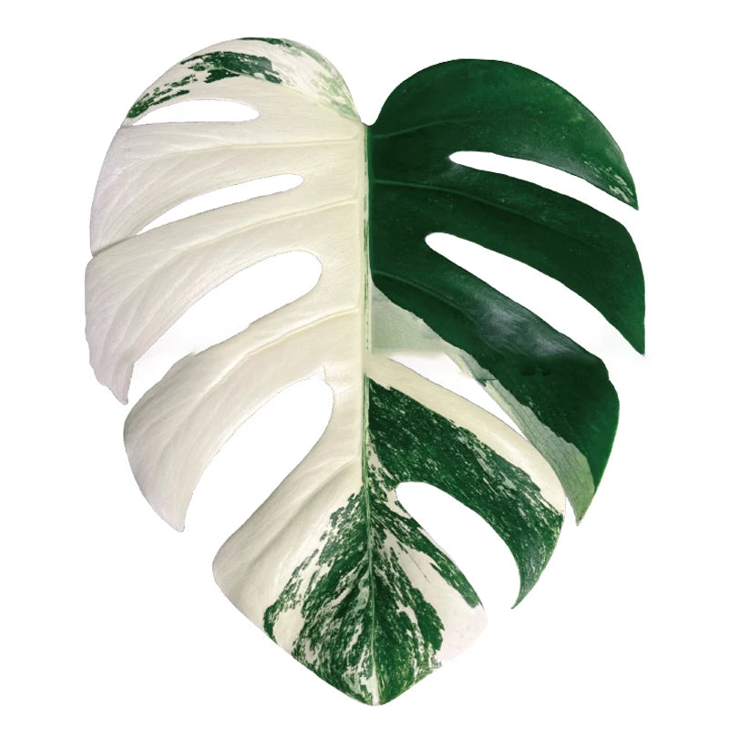 🌿 Plant Leaf Acrylic Phone Grip – Retractable, Stylish & Universal! 🌿