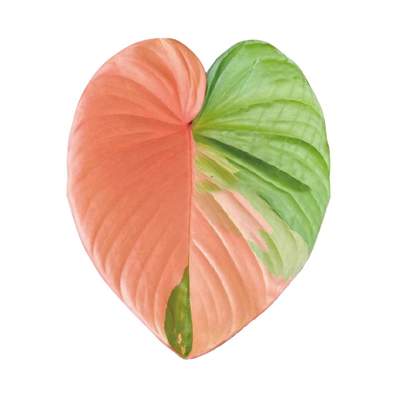 🌿 Plant Leaf Acrylic Phone Grip – Retractable, Stylish & Universal! 🌿